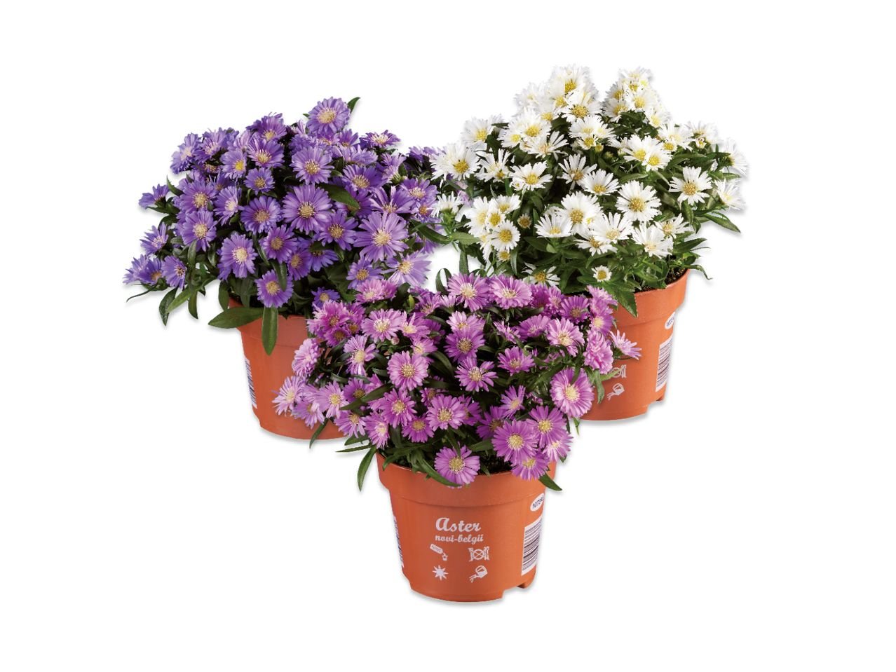 Aster Novi-Belgii