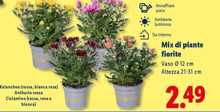 Mix Di Piante Fiorite