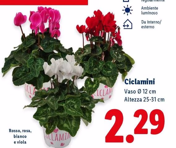 Ciclamini