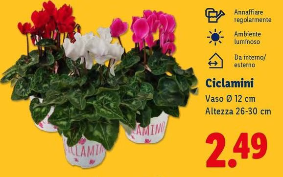 Ciclamini