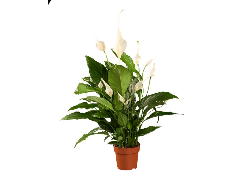 Spathiphyllum