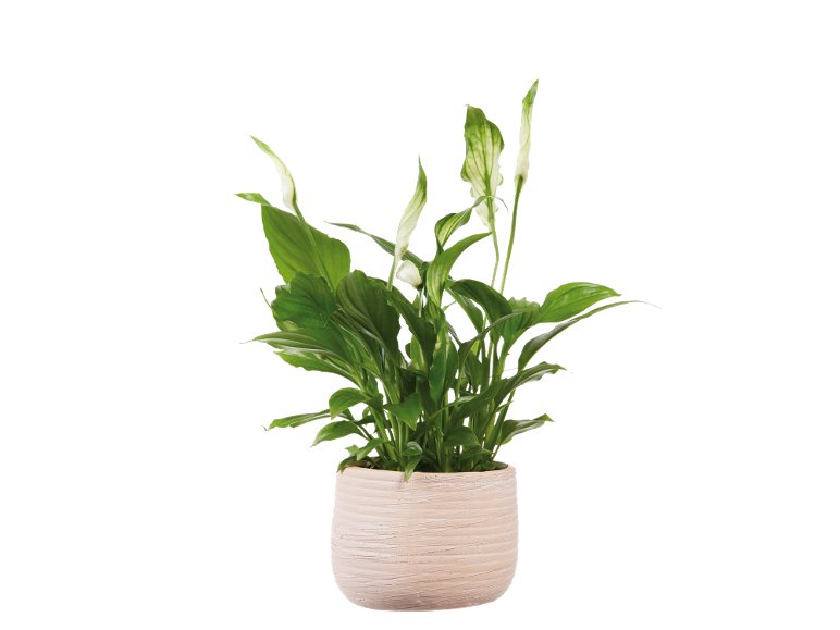 Spathiphyllum