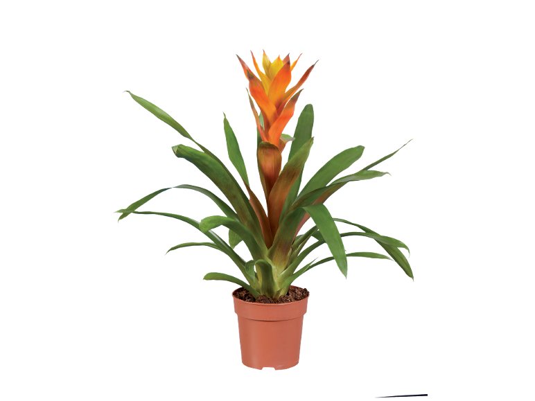 Piante verdi o fiorite