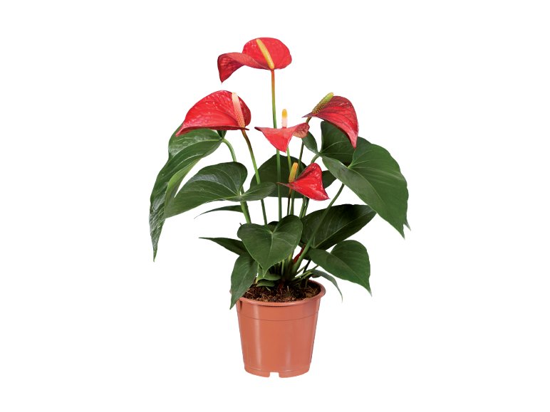 Piante verdi o fiorite