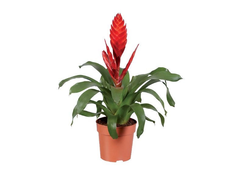 Piante verdi o fiorite