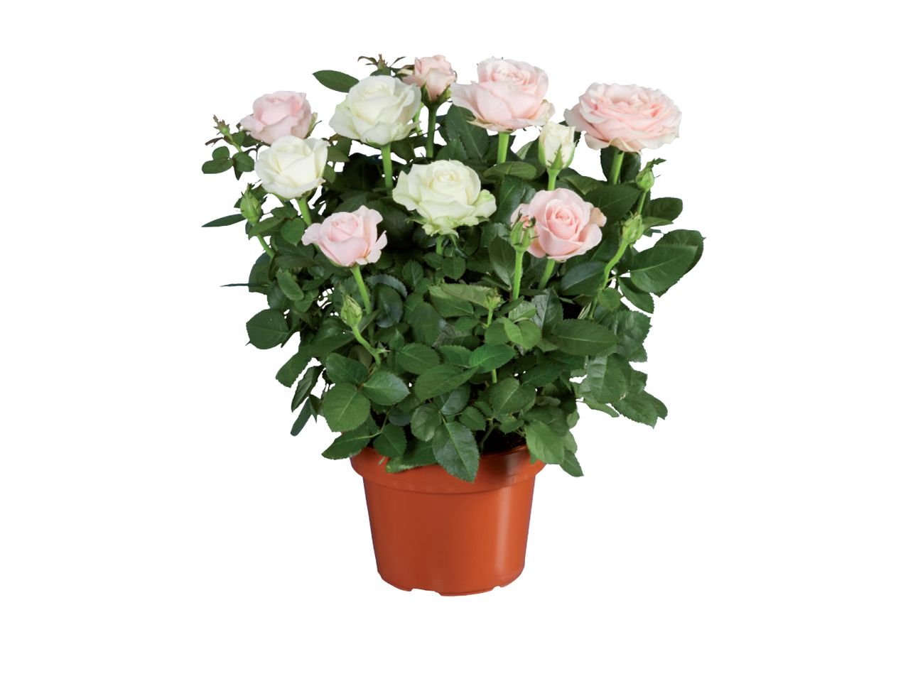 Duo di rose