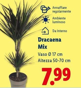 Dracaena Mix
