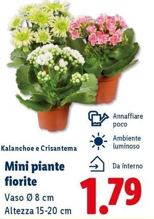Mini Piante Fiorite