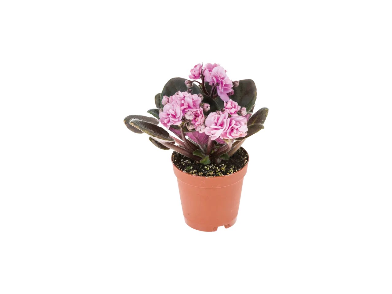 Mini piante fiorite