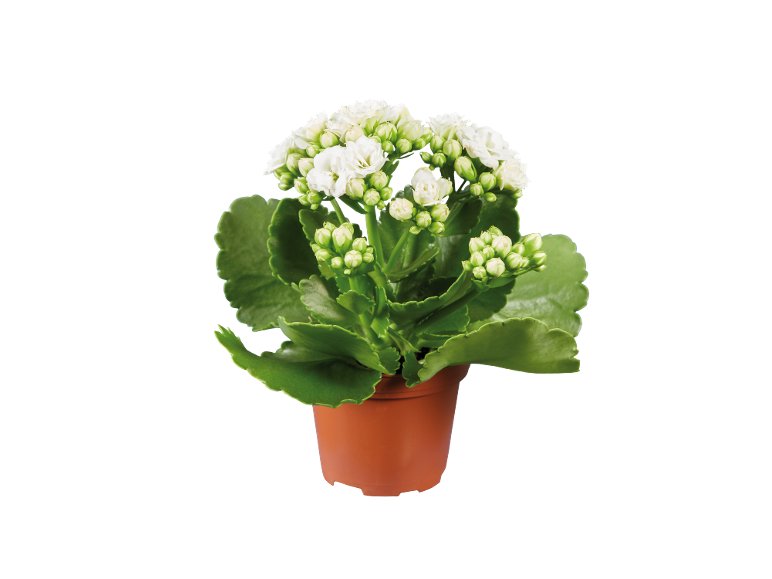 Mini Piante Fiorite