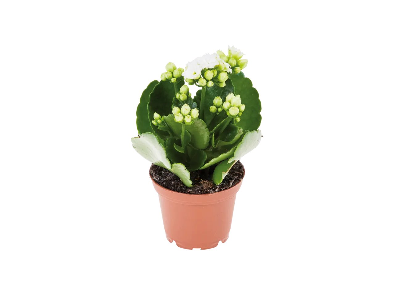 Mini piante fiorite