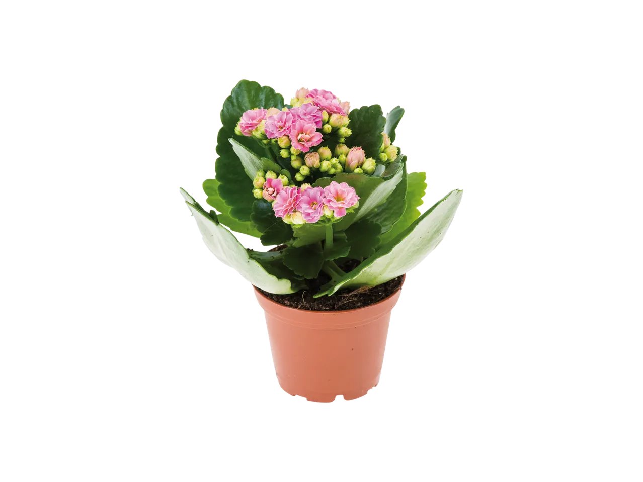 Mini piante fiorite