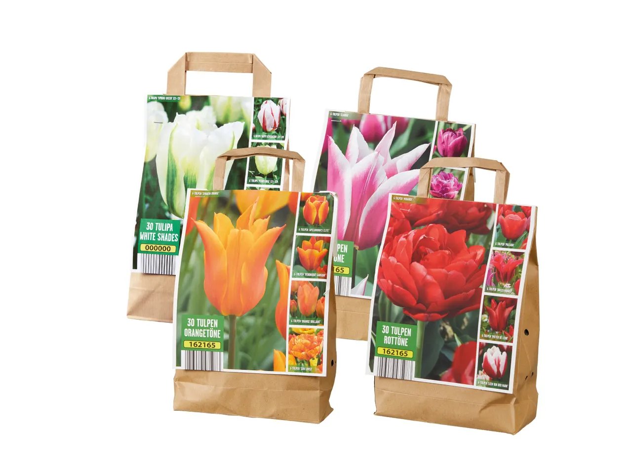 Bulbi di tulipano