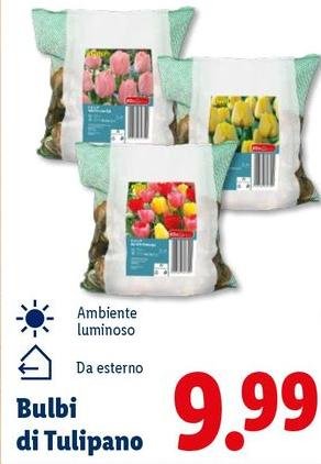 Bulbi Di Tulipano