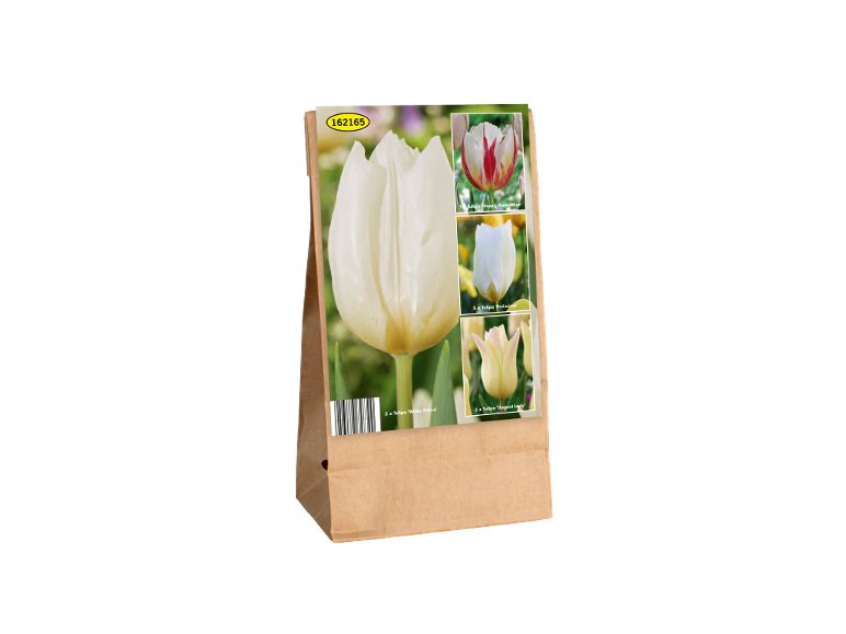 Bulbi di tulipano
