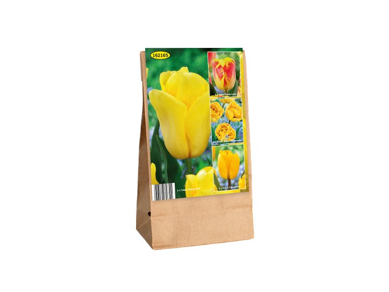 Bulbi di tulipano