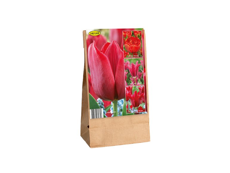 Bulbi di tulipano