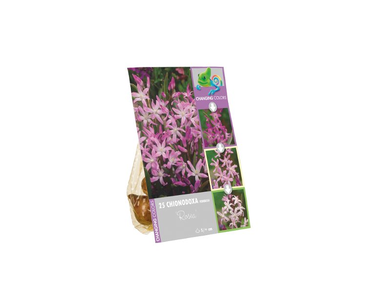 Bulbi da fiore