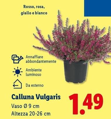 Calluna Vulgaris