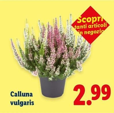 Calluna Vulgaris