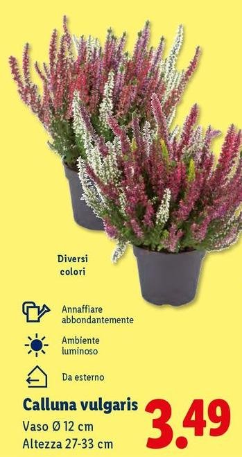 Calluna Vulgaris