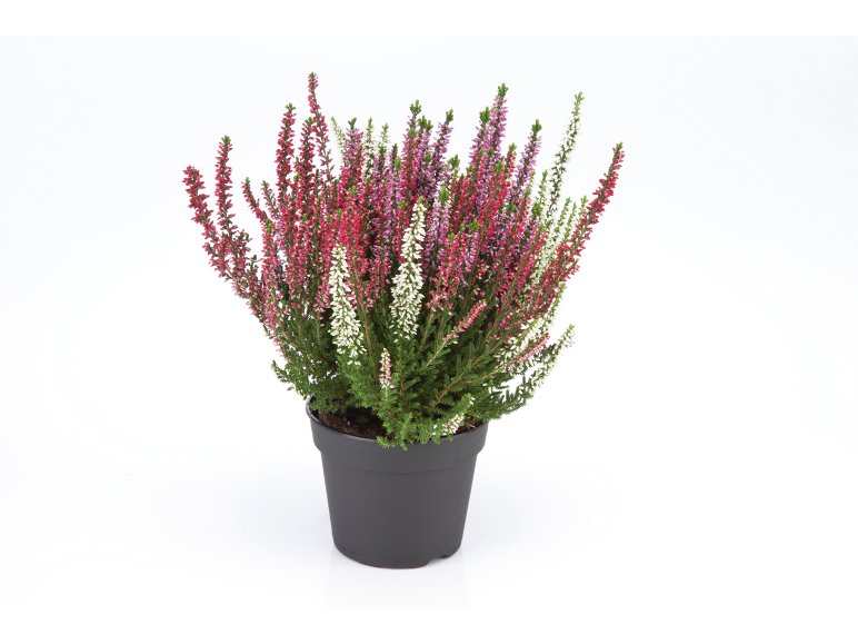 Calluna Vulgaris