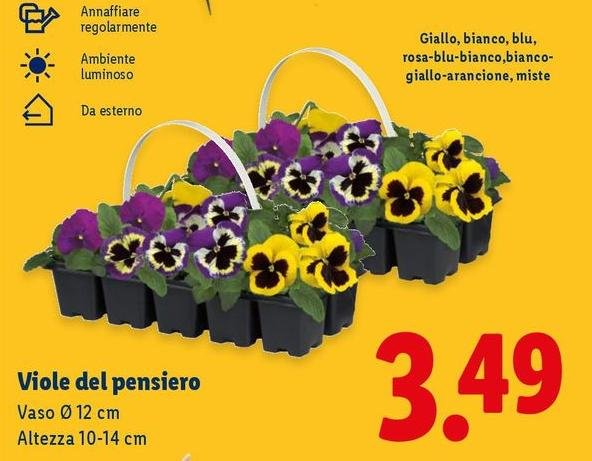 Viole Del Pensiero