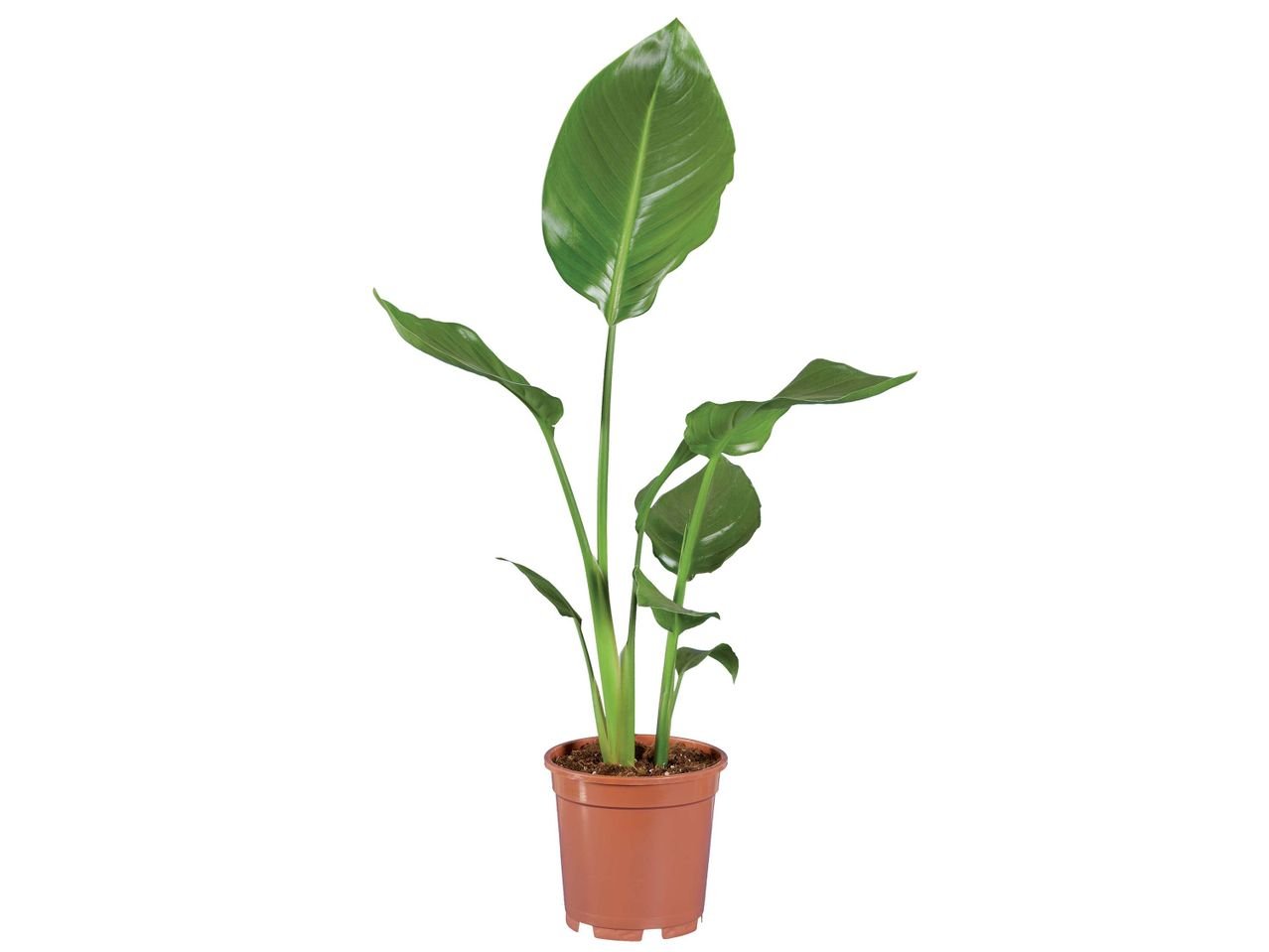 Strelitzia