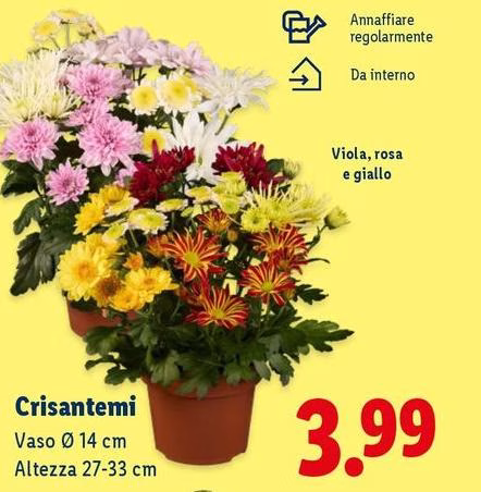 Crisantemi