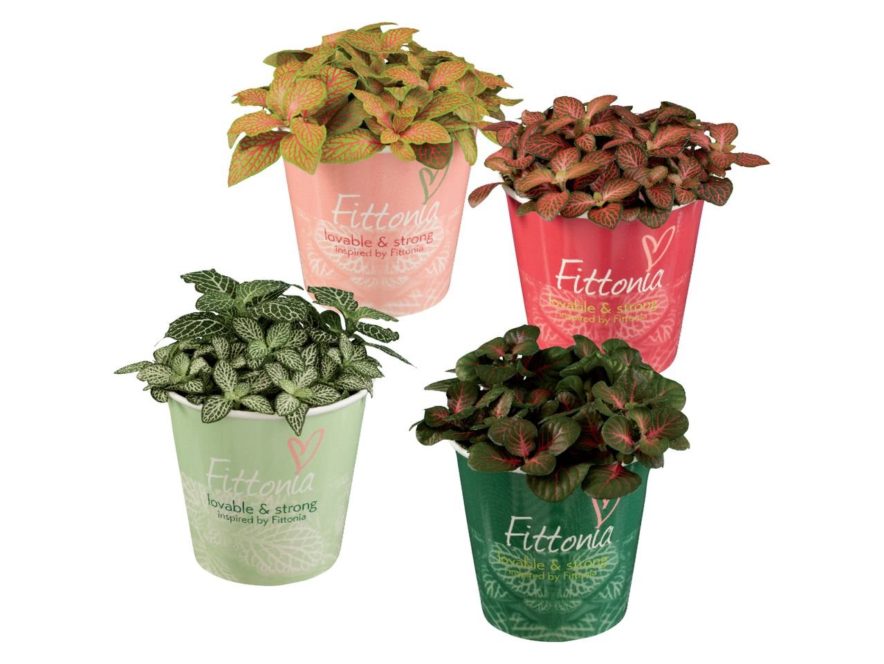 Fittonia
