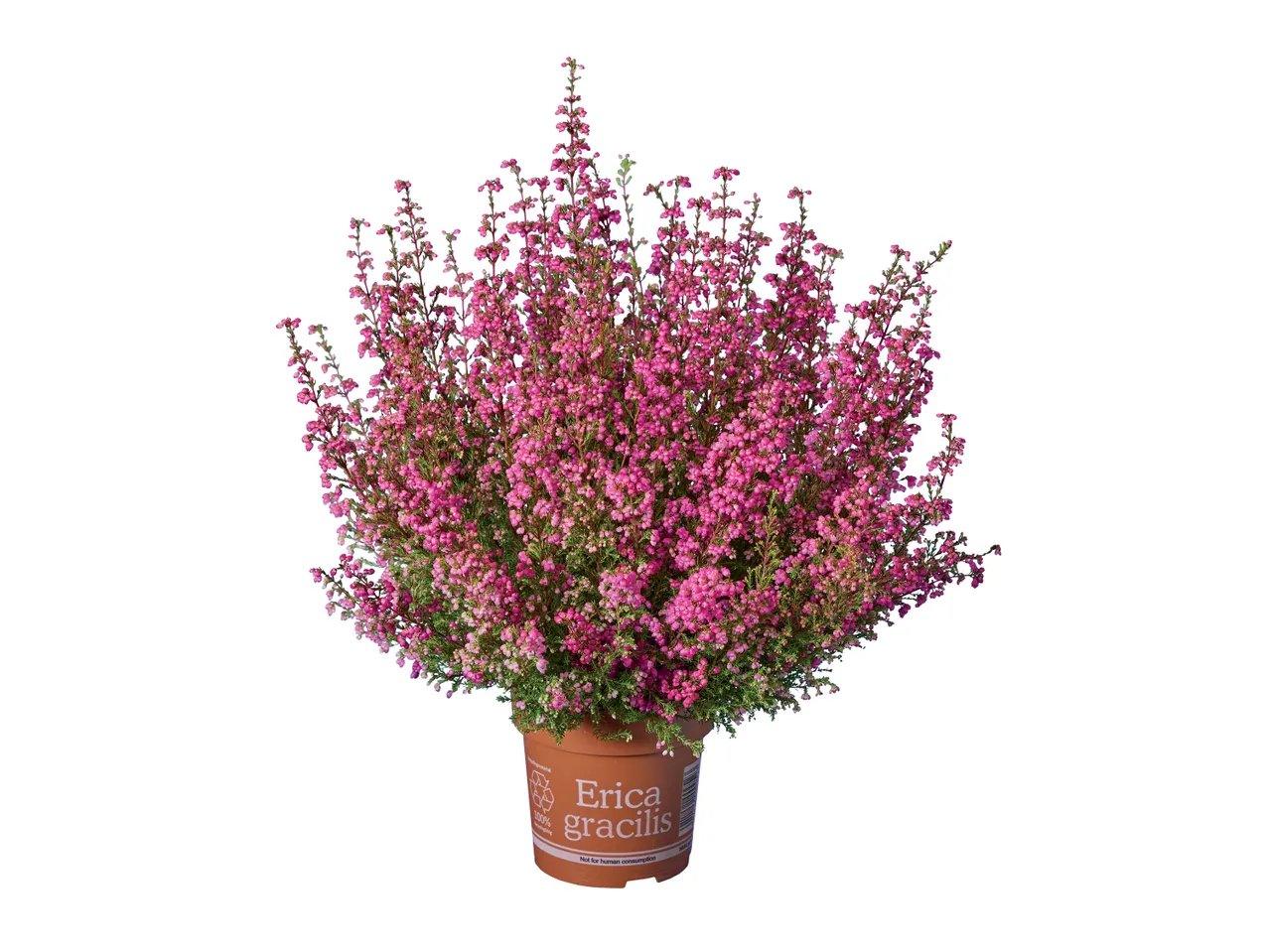 Erica Gracilis