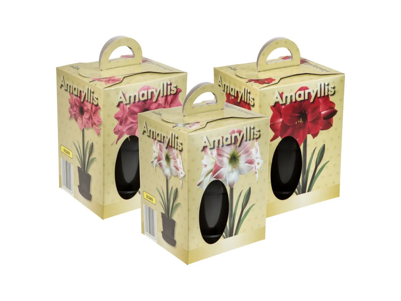 Amaryllis in vaso