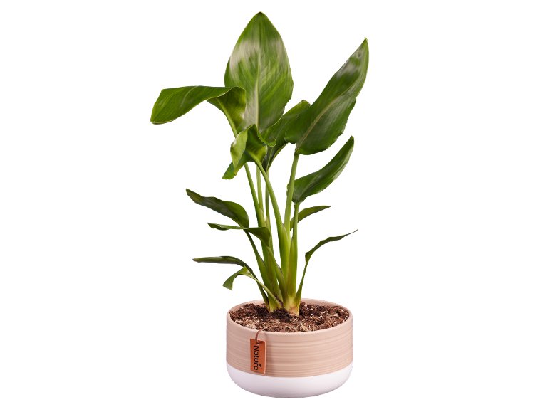 Piante in vaso di ceramica