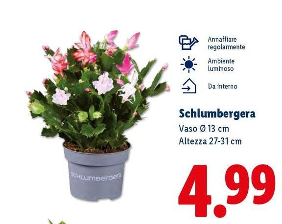 Schlumbergera