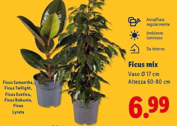 Ficus Mix