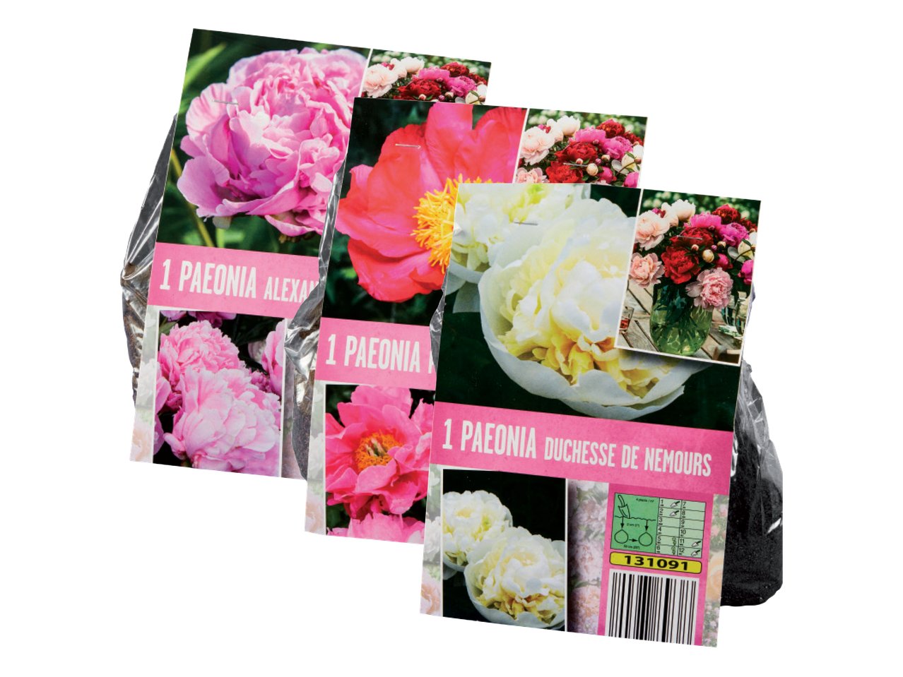 Bulbi di Peonia