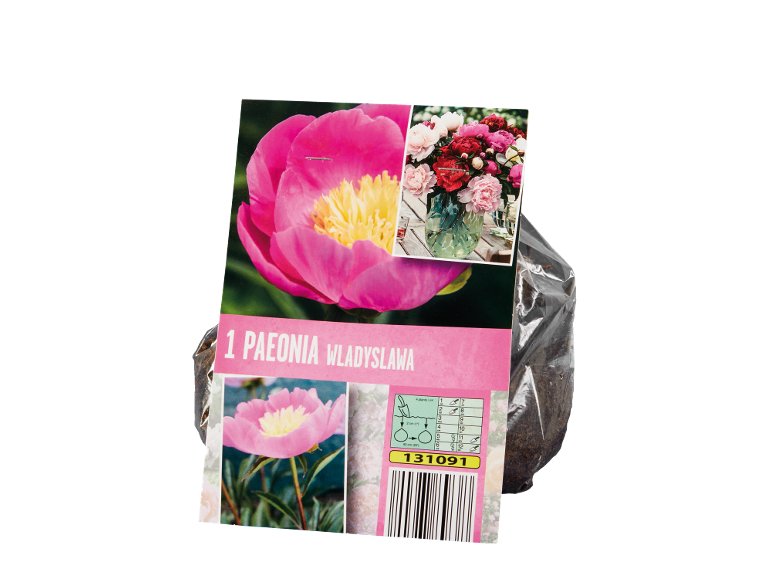 Bulbi di Peonia