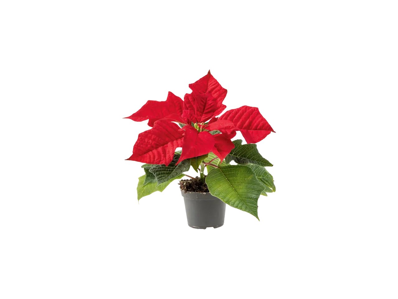 Mini stella di Natale