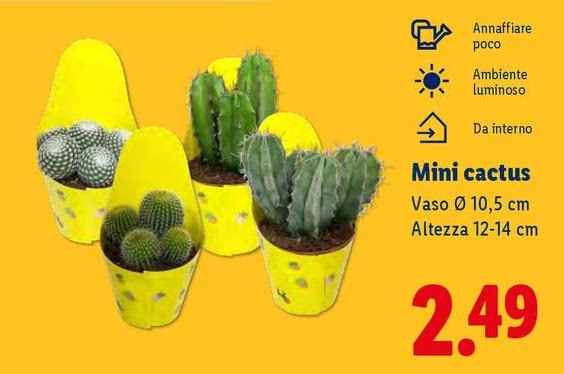 Mini Cactus