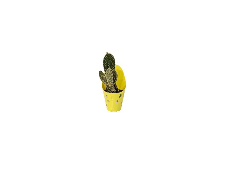 Mini Cactus