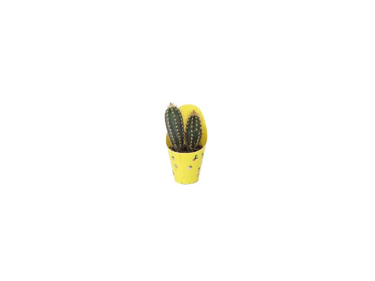 Mini Cactus
