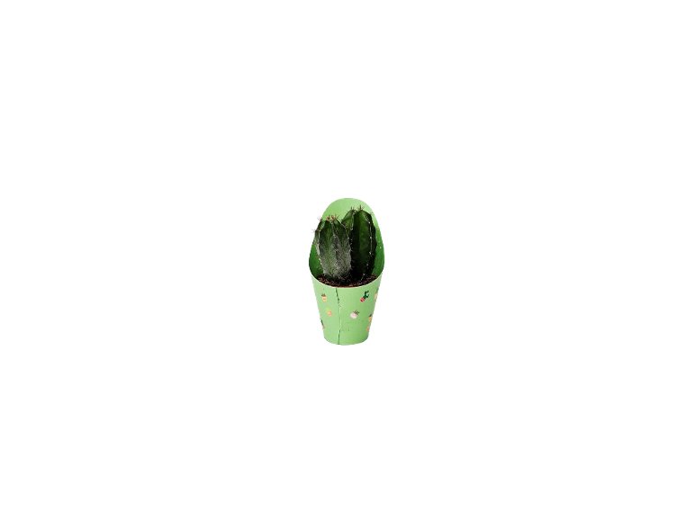 Mini Cactus