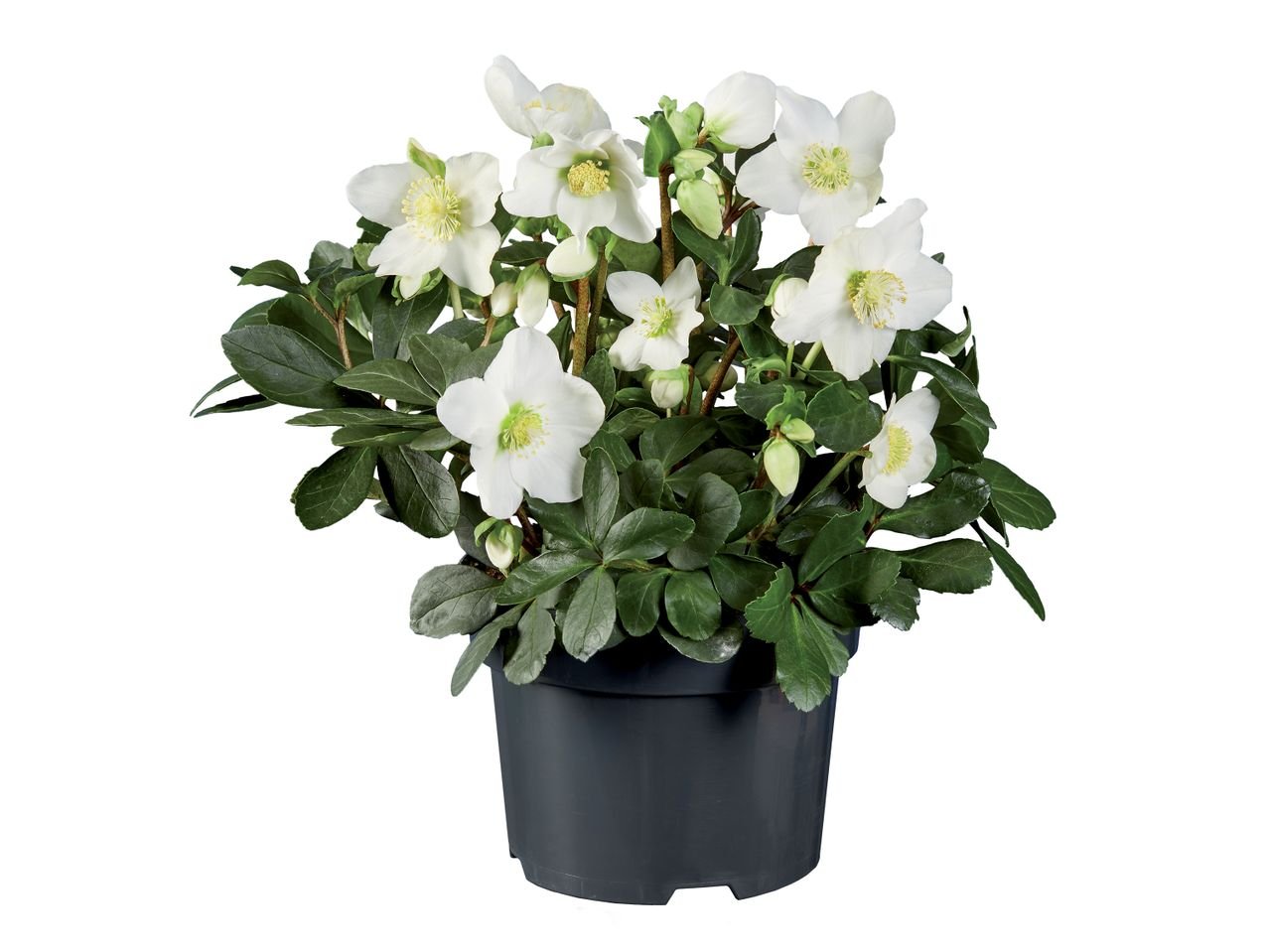 Rosa di Natale Helleborus
