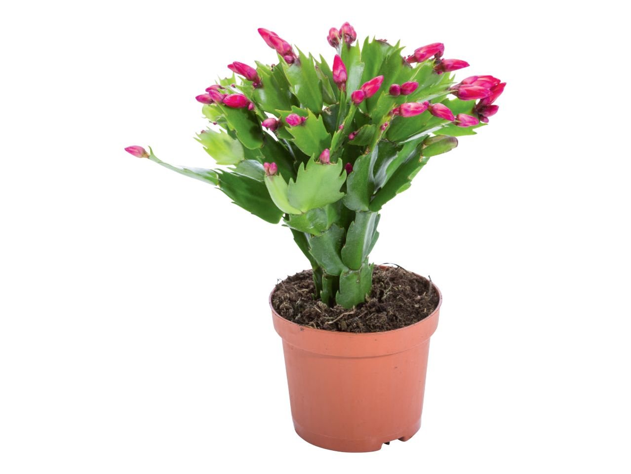 Cactus di Natale