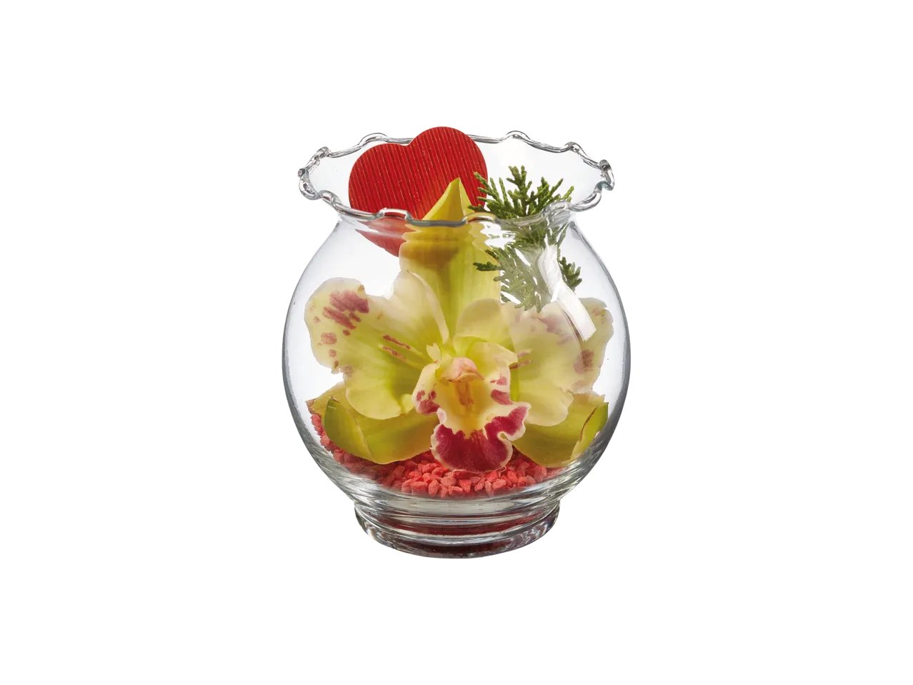 Orchidea