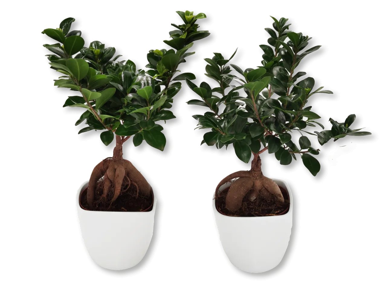 Bonsai