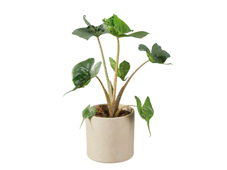 Alocasia