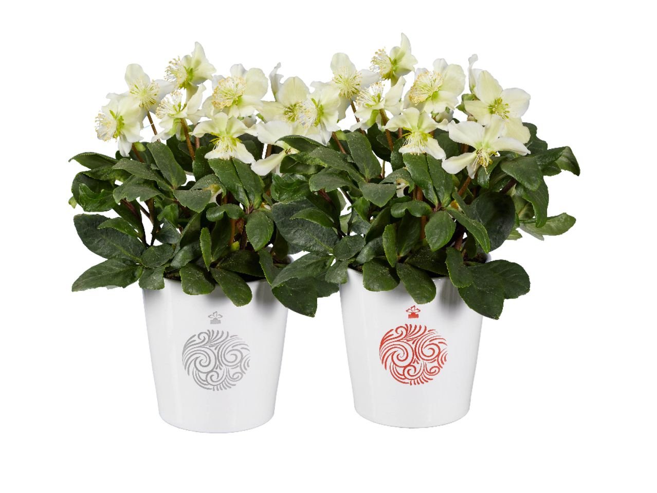 Helleborus