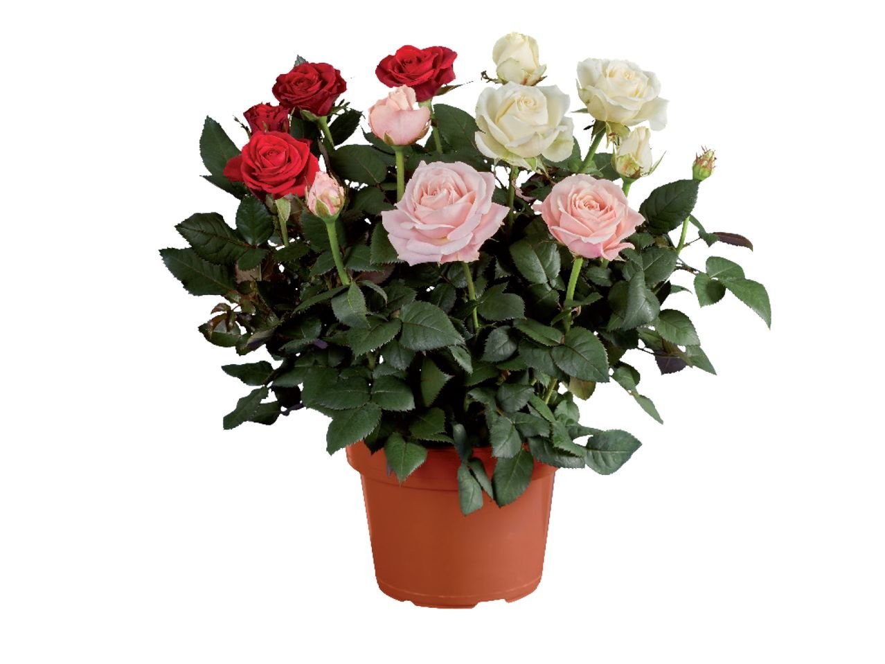 Trio di rose