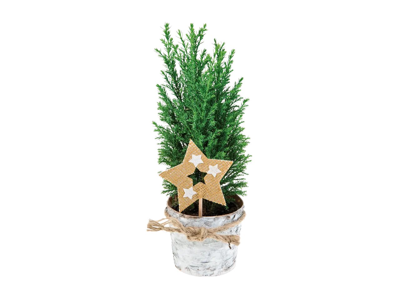 Conifere con decorazione